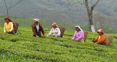 darjeelingtea